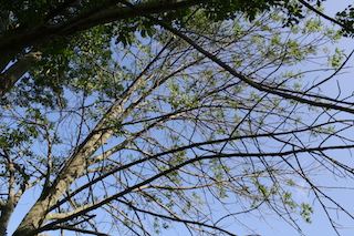 The Death of a Species Image